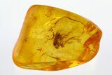 Detailed Fossil Dance Fly (Hybotidae) In Baltic Amber #292419-1